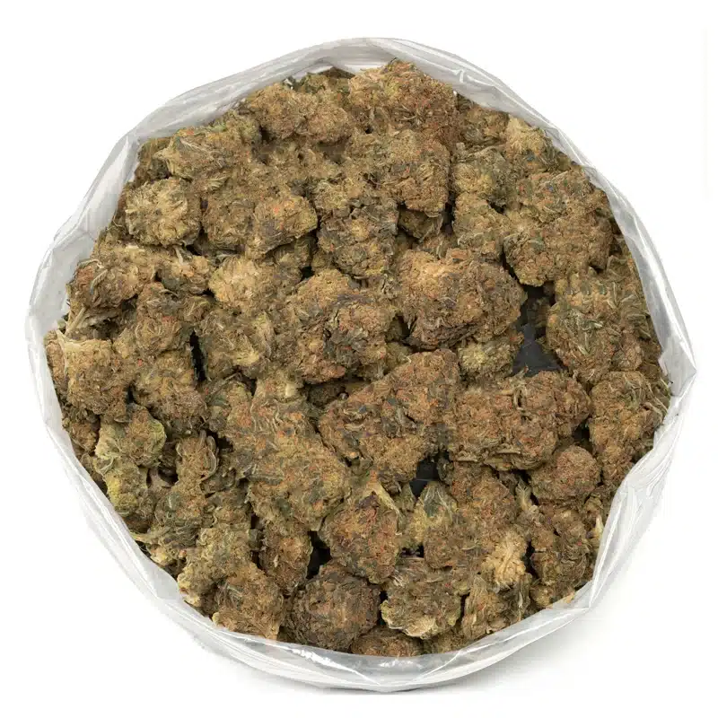 Mango Haze Strain – Sweet, Tropical Cannabis Flower with Uplifting Effects Mango Haze Strain – Premium Tropical Cannabis Flower with Sweet Aroma