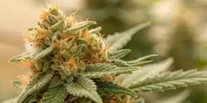 Colombian Gold Strain – Eighth (3.5g) | Buy Uplifting Sativa Online 2 Colombian Gold Strain Bud Type, Characteristics & Appearance of the Buds